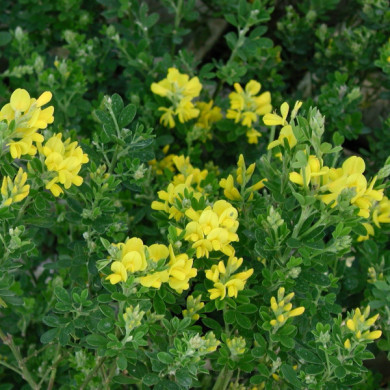 Genista Porlock'