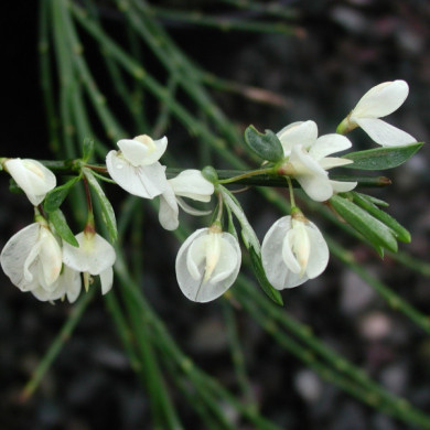 Cytisus x praecox 'Albus'