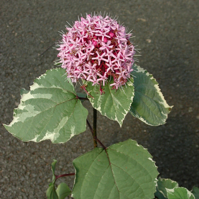 Clerodendrum bungei 'Pink Diamond'