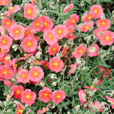 Helianthemum 'Fire Dragon'