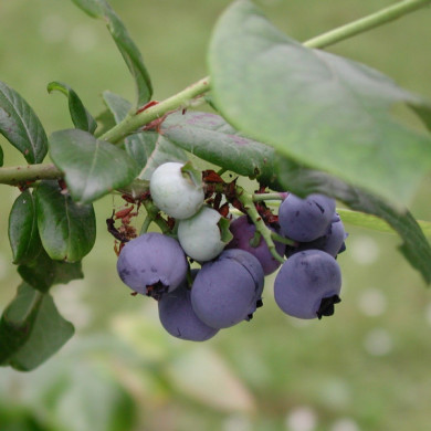 Myrtille 'Bluecrop'