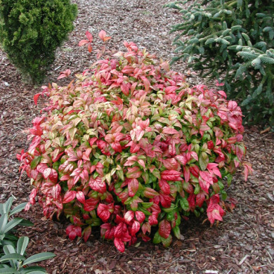 Nandina domestica 'Fire Power'