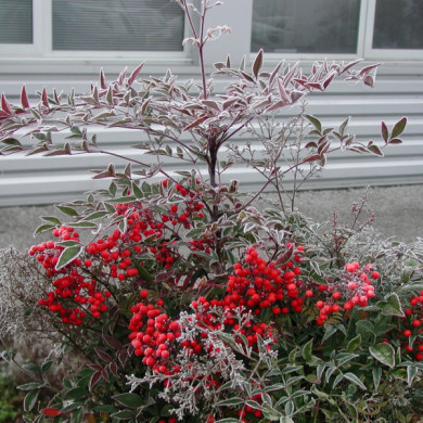 Nandina domestica 'Richmond'