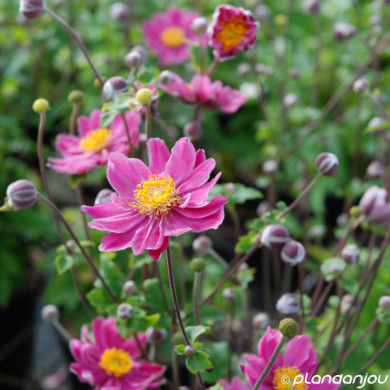 Anemone x hybrida 'Pamina'
