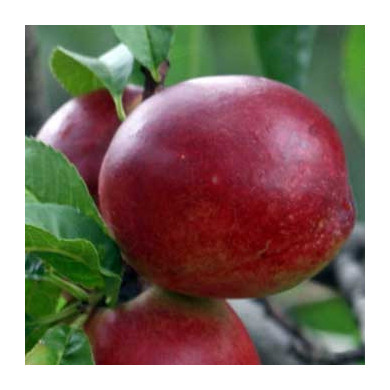 Nectarine 'Morton'