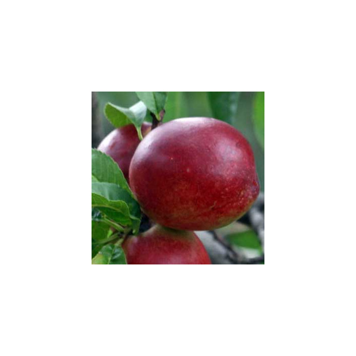 Nectarine 'Morton'