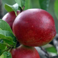 Nectarine 'Morton'