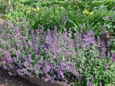 Nepeta x faassenii