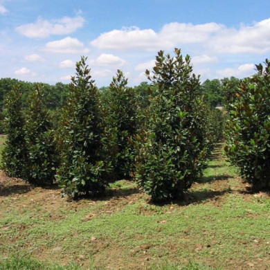 Magnolia grandiflora 'Purpan'