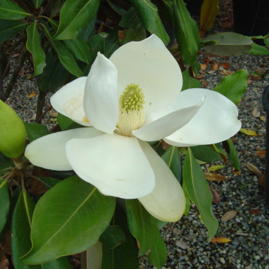 Magnolia grandiflora 'Purpan'