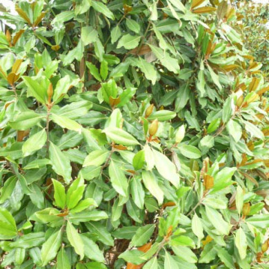Magnolia grandiflora 'Purpan'