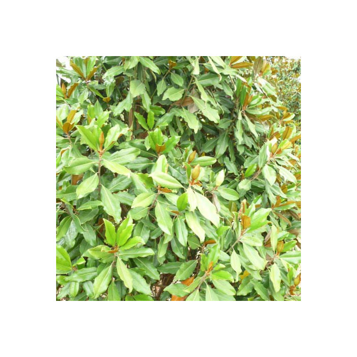 Magnolia grandiflora 'Purpan'