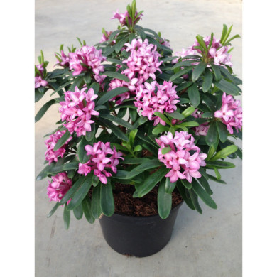 Daphne x transatlantica Pink Fragrance® 'Blapink'