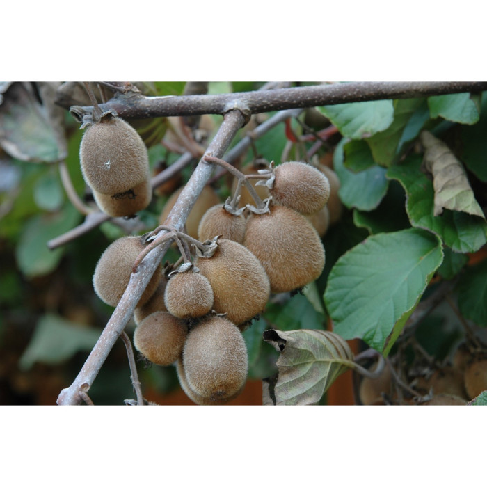 Kiwi Solissimo® renact c.o.v.