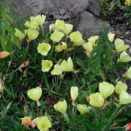Oenothera macrocarpa