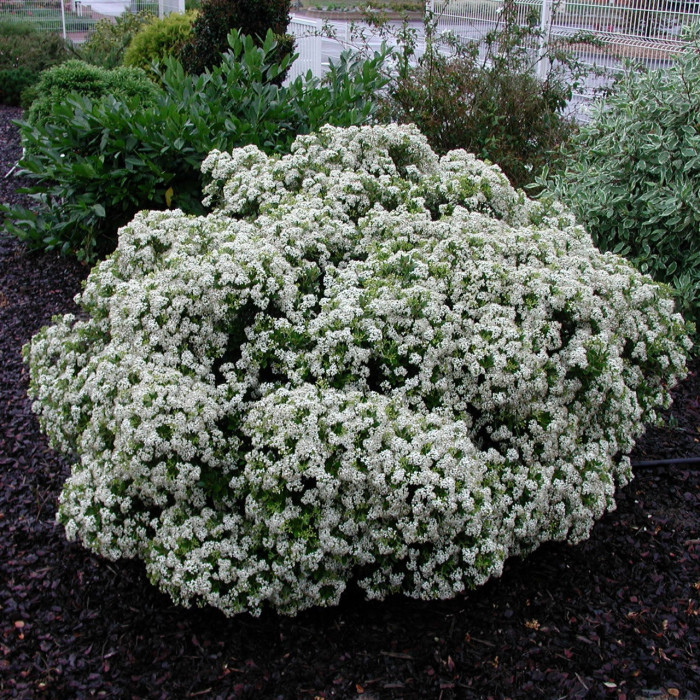 Olearia x haastii