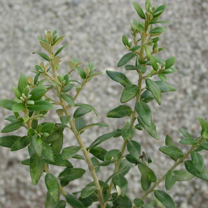 Olearia x haastii