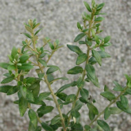 Olearia x haastii