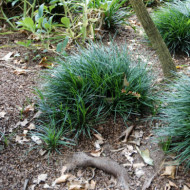 Ophiopogon japonicus