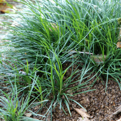Ophiopogon japonicus