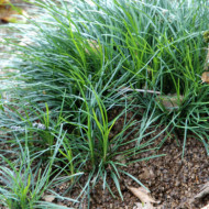 Ophiopogon japonicus