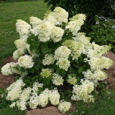 Hydrangea paniculata Dentelle de Gorron® rencri