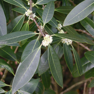 Osmanthus decorus