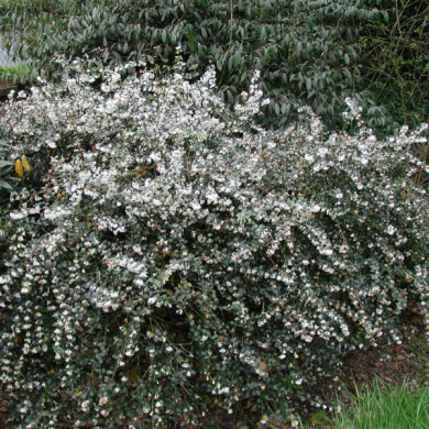 Osmanthus delavayi