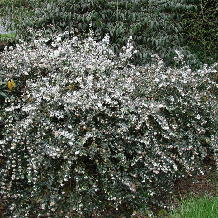 Osmanthus delavayi
