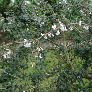 Osmanthus delavayi
