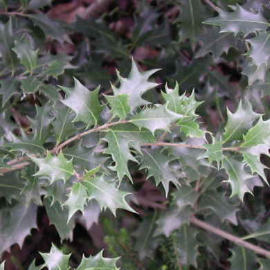 Osmanthus heterophyllus