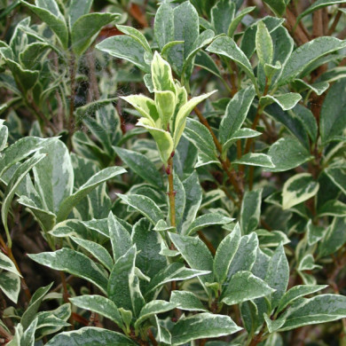 Osmanthus heterophyllus 'Variegatus'