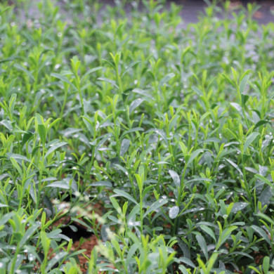 Eriostemon myoporoides