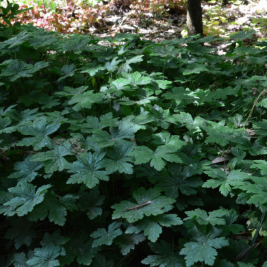 Pachysandra terminalis