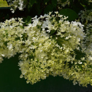 Hydrangea paniculata Dentelle de Gorron® rencri
