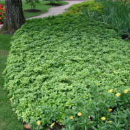 Pachysandra terminalis