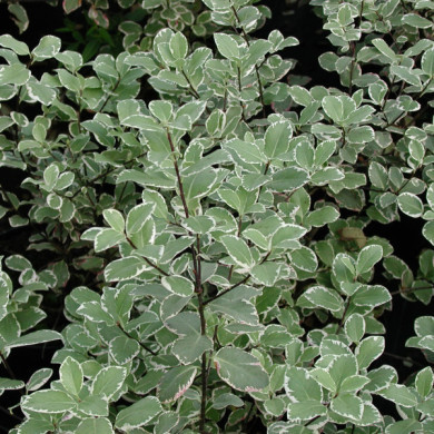 Pittosporum 'Garnettii'