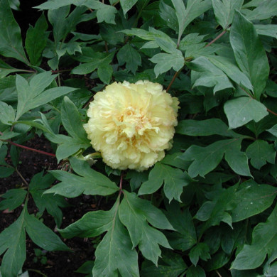 Paeonia suffruticosa jaune
