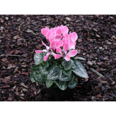 Cyclamen mini rose