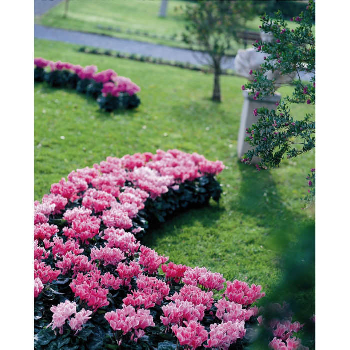 Cyclamen mini rose