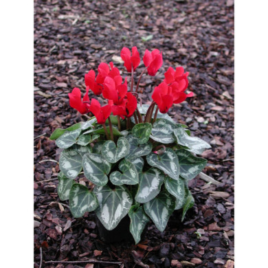 Cyclamen mini rouge