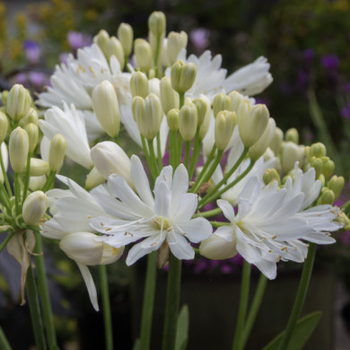 Agapanthus Double Diamond 'Rfdd '