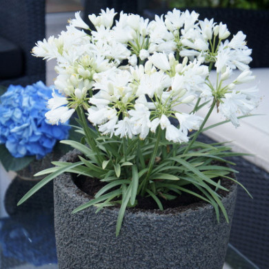 Agapanthus Double Diamond 'Rfdd '