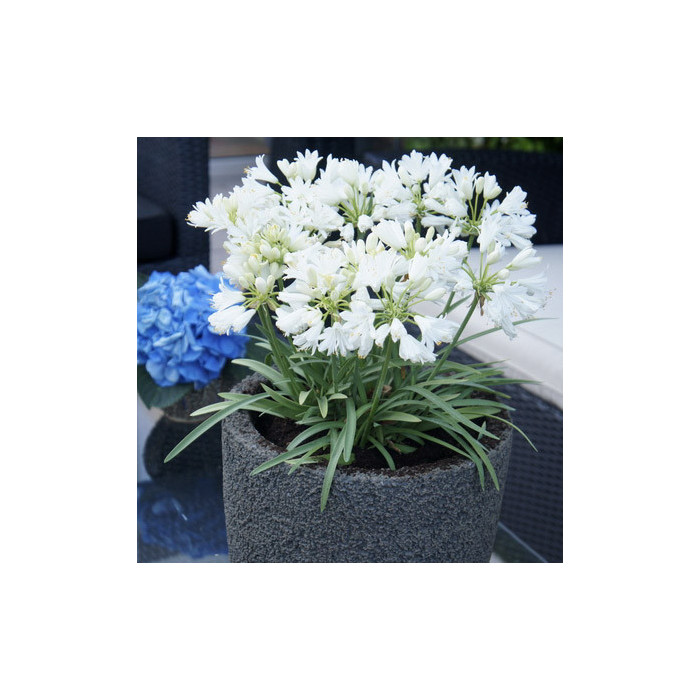 Agapanthus Double Diamond 'Rfdd '