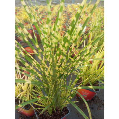 Miscanthus sinensis 'Gold Bar'®