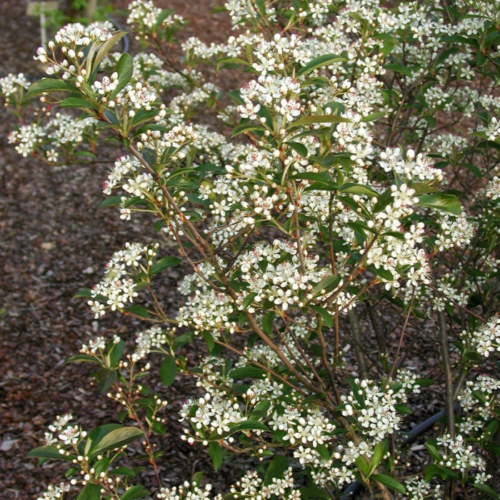Aronia arbutifolia 'Brilliant'