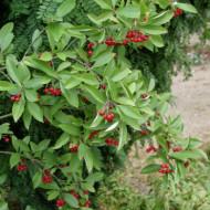 Aronia arbutifolia 'Brilliant'