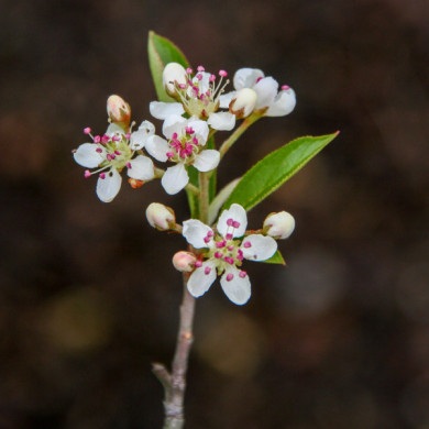 Aronia arbutifolia 'Brilliant'
