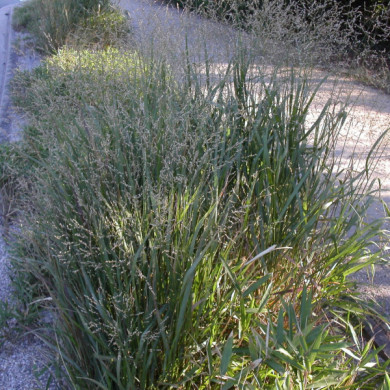 Panicum virgatum