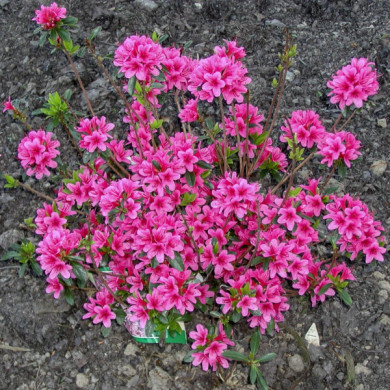 Azalea japonica 'Silvester'